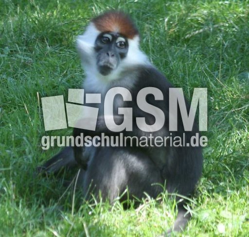 Rotscheitelmangabe-1.jpg